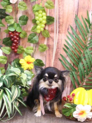 20230826プリンちゃん